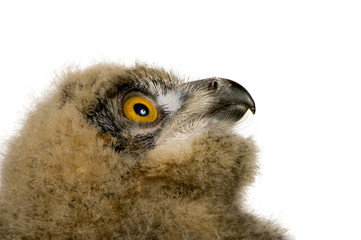 Eurasian Eagle Owl - Bubo bubo (6 weeks)