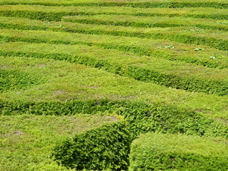 Hedge Maze