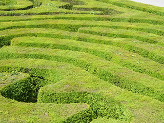 Hedge Maze