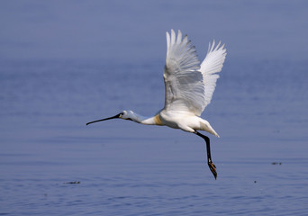 spoonbill in nature