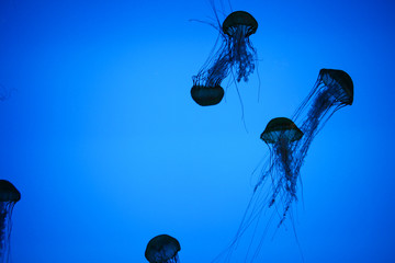 Jellyfish 2