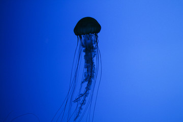 Jellyfish 3