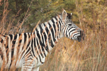 Zebra on safari