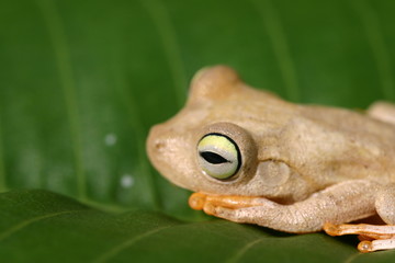 Frog on a leaf 