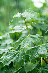 Maple leaves under rain