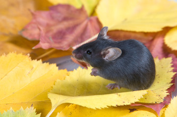 Black mouse and autumn leaves