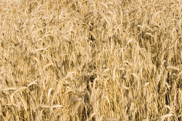 Field of wheat