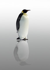 Fototapeta na wymiar Penguin
