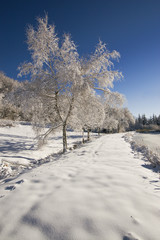 Fototapeta na wymiar paysage campagne hiver