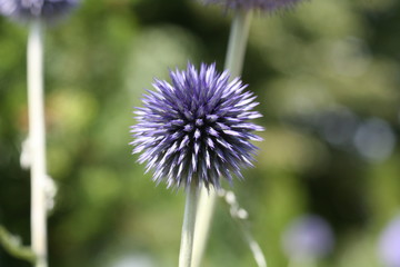 Distelbl&uuml;te verschlossen