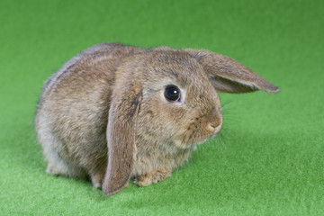 brown bunny, isolated on green background