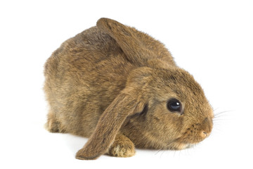 brown bunny, isolated on white background