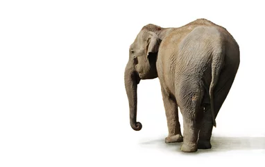 Papier Peint photo Lavable Éléphant éléphant