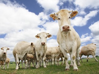 Fototapeta na wymiar Ciekawy krowy i czasami nieśmiały