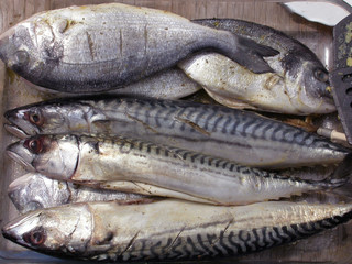 Orate e Sgombri