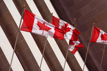 Canadian flags in Canada flying high on banners in the sun