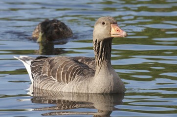 Greylag Goose. 