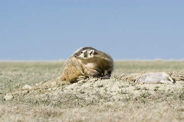 Fototapeta premium Badger