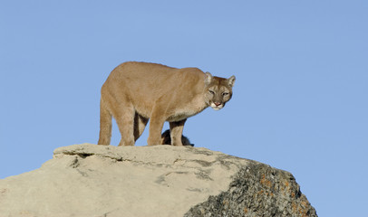 Obraz premium Cougar