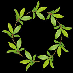 Naklejka premium Bay Leaf Garland
