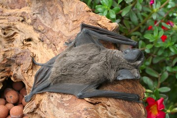 chauve souris