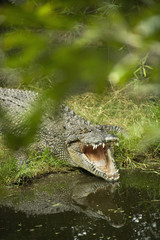 Crocodile opening mouth.