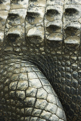 Obraz premium Crocodile skin.