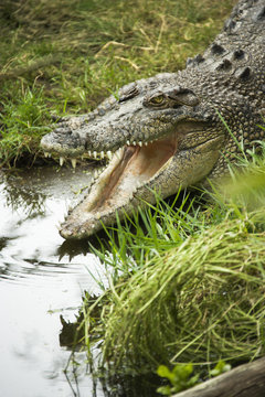 Crocodile opening mouth.