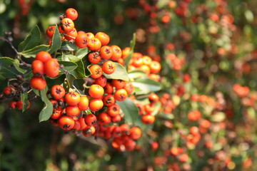 Red Berry Bush of shrubs and berries