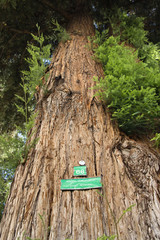 Redwood sequoia with sign