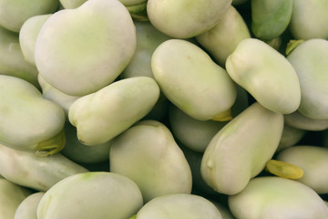 broad bean seeds