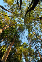 The Rainforest