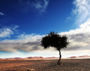 Alone tree