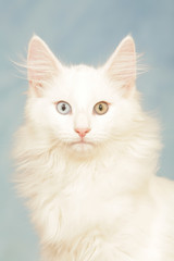 chat des forêts Norvégiennes