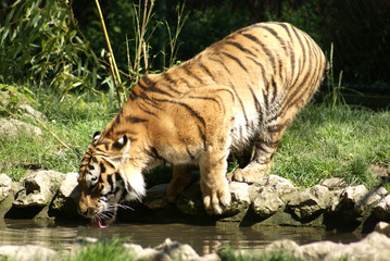 Tiger am See 1