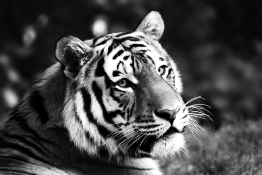 Des Tigers sanfter Blick