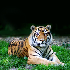 Fototapeta na wymiar Wildes Tier (Tiger)
