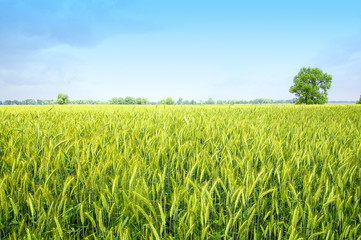 The rye