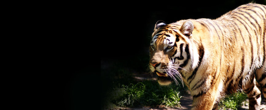 Tiger - eine vom Aussterben bedrohte Art