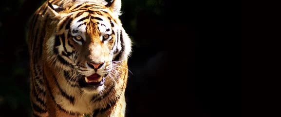 Abwaschbare Fototapete Tiger Tiger bei der Jagd