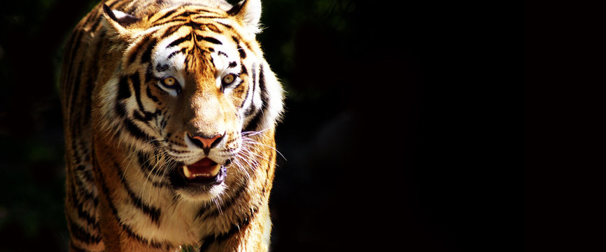 Fototapeta Tiger bei der Jagd