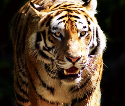 Tiger in all seiner Sch&ouml;nheit