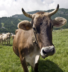Cow