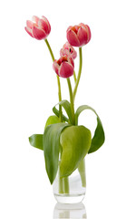 Tulipani nel vaso di vetro