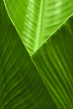 Fototapeta Banana Leaf Cup