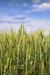 Wheat ears on sky background