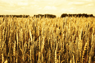Wheat field (ears  close-up view)