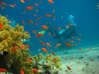 Korallenriff mit Taucher
