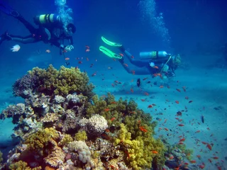 Fotobehang Korallenriff mit Taucher © Hennie Kissling