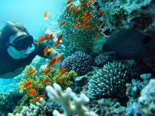 Récif de corail avec plongeur